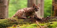 Condenaron al joven de 18 años que mató a un cachorro de puma y filmó la agresión: deberá capacitarse sobre fauna silvestre