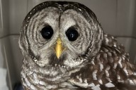 Dashwood fire captain rescues injured barred owl 'George'