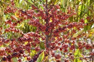 Coffee-driven deforestation is making it harder to grow coffee, watchdog group says