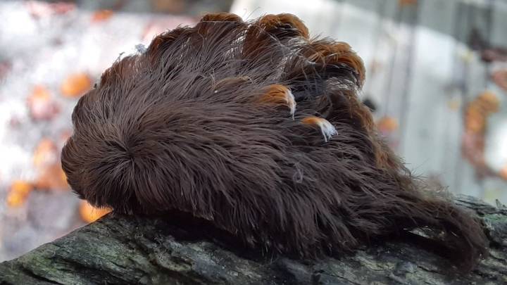 What to know about the most venomous caterpillar in the U.S. found in Florida