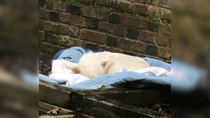 Pennsylvania Woman Sees A White Shape In Her Flower Bed And Uncovers A Surprise