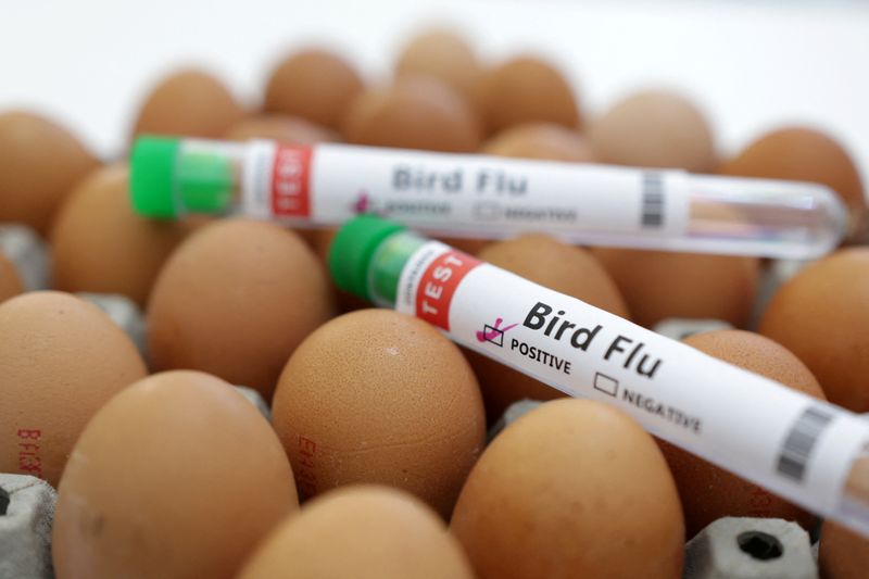 Netherlands to cull 161,000 animals after bird flu detected