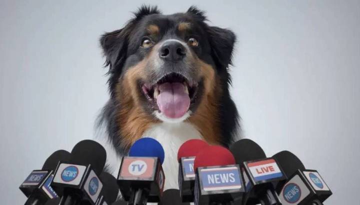 ¿Podrán los perros aprender a hablar algún día? En qué está el avance científico