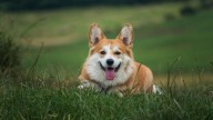 Los propietarios de perros tendrán que desembolsar este dinero tras aprobarse la nueva ley del Gobierno: 1.400 euros