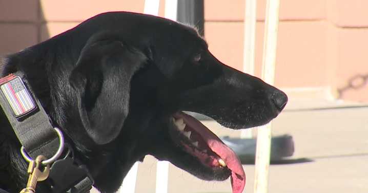 Denver Public School using weapon detecting canines at large events