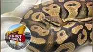 Python found at In-N-Out in Monrovia