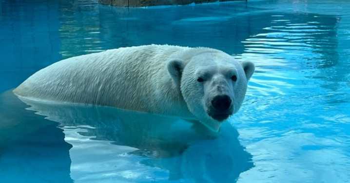 Newest male polar bear at Henry Vilas Zoo getting acclimated to new home