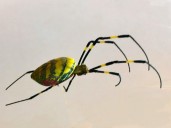 Have you seen a Joro spider in Georgia? Researchers Want Your Photos