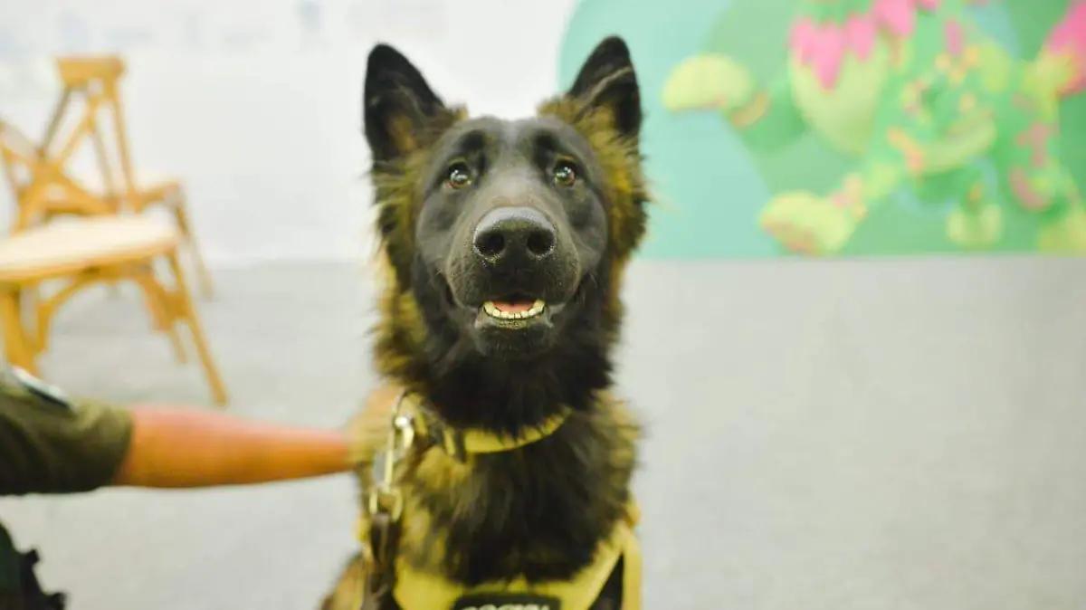 Hay vínculo entre maltrato animal y violencia social: especialista
