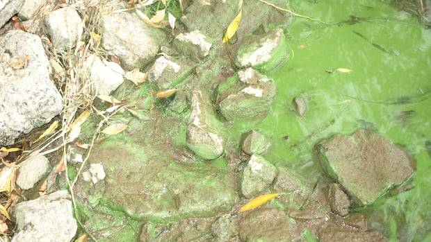 Hamilton's Bayfront wasn't so stinky this year. Here's why