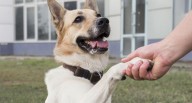 Tienen una pata predominante: cómo saber si tu perro es zurdo o diestro