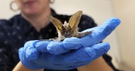 Creepy collections: Museum of Northern Arizona hosting Spooky Science and Freaky Finds event