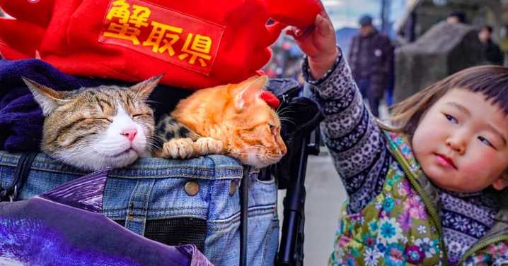 Owner Takes His 2 Cats On His Travels Around Japan And Their Instagram Is Purrfect