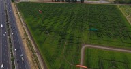 Giant Northern California corn maze lets visitors enjoy getting lost
