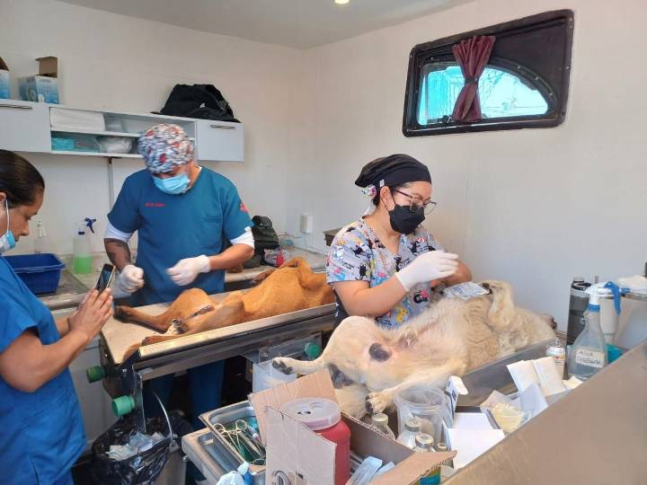 En estos lugares habrá jornada gratuita de esterilización para mascotas en León