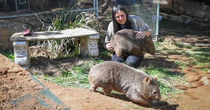 Wombats caught in Canberra custody feud