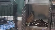 Florida Pup Sits Facing Wall In Silence Until A Video Brings Her Back To Life