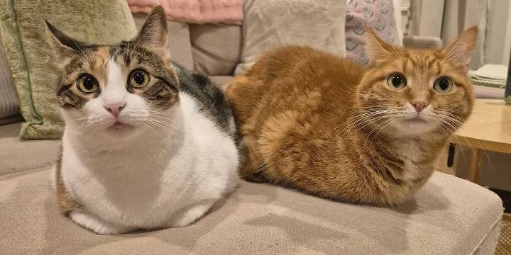 Wednesday marks National Cat Day