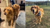 Virginia Couple Aims To Adopt A Golden Retriever But Realizes His Brother Is Part Of The Package