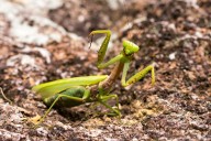 “Mantises religiosas “bailan” sincronizadas y ganan el mayor concurso fotográfico del mundo”