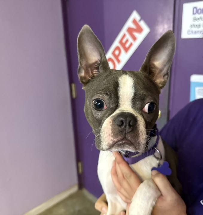 Pet of the Week: Larry, the Boston Terrier
