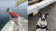 Texas Dog Blind Since Birth Finds New Purpose As A Water Ball Retrieval Star
