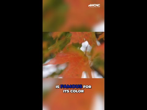 Drought stress leads to muted fall colors