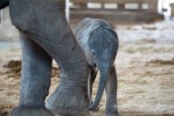 Elephant enclosure at Sedgwick County Zoo gets a makeover