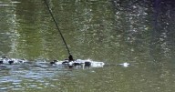 Florida crocodile spotted swimming with spear lodged in its head, prompting investigation