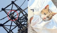Salvan a gatito atrapado en torre de alta tensión en El Agustino