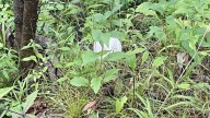 Couple Sees Tiny White Shape In The Illinois Woods And Makes A Heartwarming Discovery