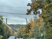 West Seattle Blog… | WINDSTORM AFTERMATH: Tree trouble persists
