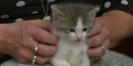 Tuesday morning interview: the paws that refreshes