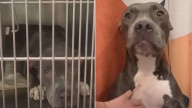 Georgia Dog Lost Hope In Her Kennel Until A Woman Stopped And Looked Closer