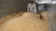 Precio del maíz blanco en Guanajuato aumenta un 25%
