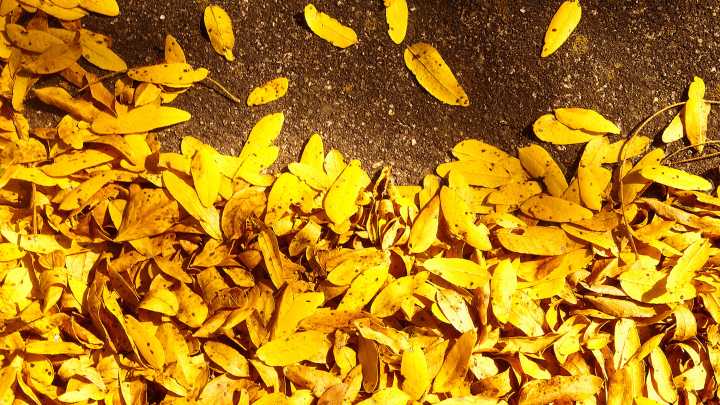 Will the warm temperatures impact fall foliage colors? What to know