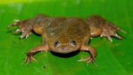 The African Clawed Frog and Early Pregnancy Tests