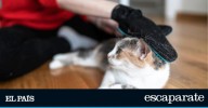 Unos guantes se perfilan como la solución definitiva para eliminar el pelo suelto de tu mascota en otoño