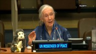 Jane Goodall dies at age 91