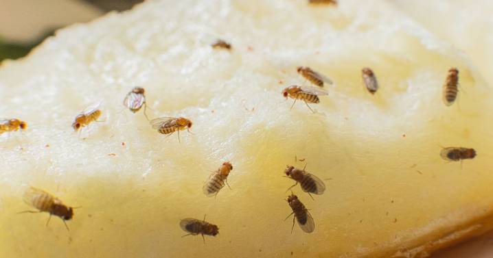 Fruit fly infestations are plaguing UK homes this autumn – but there’s an easy way to catch them