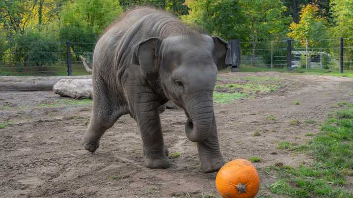An elephant family smashed pumpkins at the Oregon Zoo. But this baby just wanted to play ball