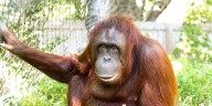 Orangutan at Omaha’s Henry Doorly Zoo is pregnant