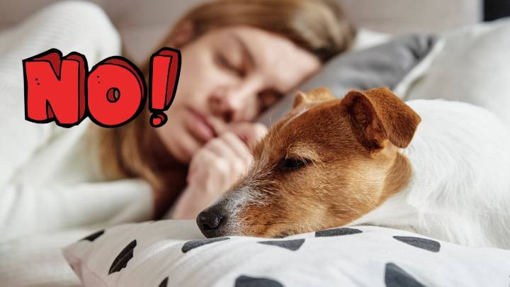 Adiestrador canino lanza advertencia urgente para las personas que duermen con su perro