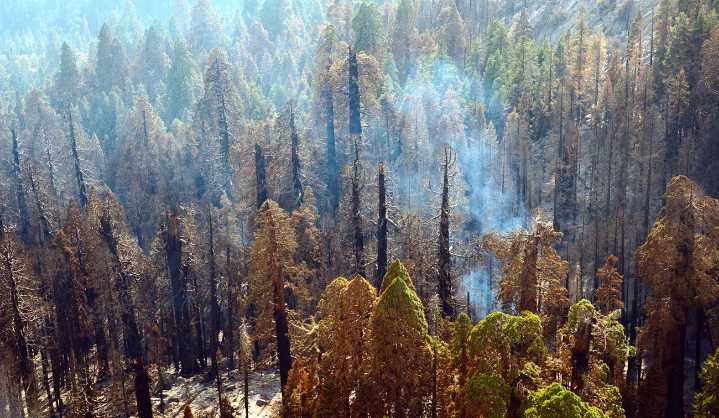 Senate Ag committee to consider Fix Our Forests Act 