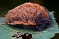 UdeG alerta por presencia de peligrosa “oruga peluche”