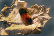 Woolly bear caterpillars: The truth behind the winter weather folklore