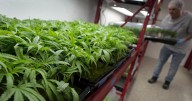 Medical cannabis is legal in WV: Here’s what patients can and can’t do with it