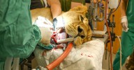 Rescued Big Cat from war-torn Ukraine has painful tooth removed in emergency surgery