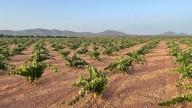La Junta abona más de 22 millones en ayudas al sector agrario: frutas, hortalizas, viñedos, miel y destilación