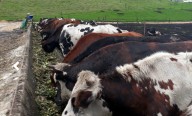 Cundinamarca, productor de 5,8 millones de litros de leche diarios